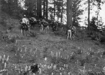 1906 - Burros hauling wood in the Chiricahuas