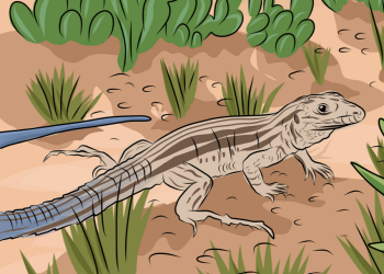 an illustration of a lizard in the desert next to cactus