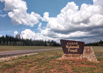 A Kaibab National Forest sign sits alongside a paved road running through a meadow lined by green pine and spruce trees and winter-bare aspen trees under a puffy-cloud filled sky.
