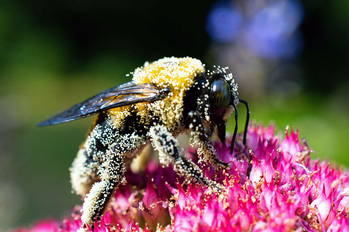 A bee on a flower, covered in pollen standing on a flower.