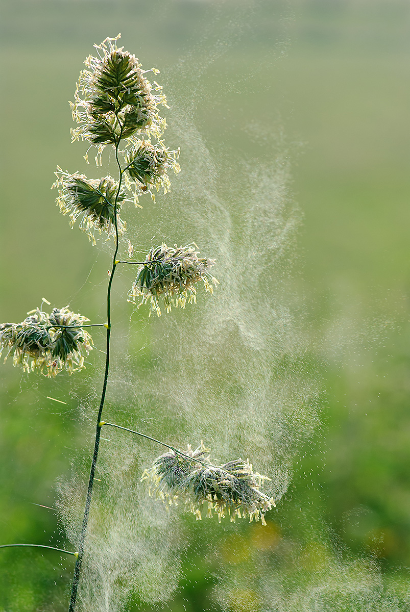 A species of grass releasing pollen into the air, resulting in pollination.