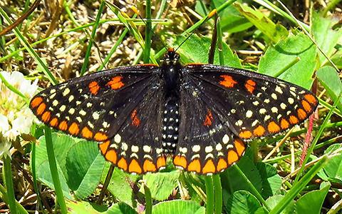The Baltimore Checkerspot Butterfly (Euphydryas phaeton).