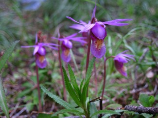 Flowers of a small orchid blooming on the coniferous forest floor with a single oval leaf and a small, pink to purple flower characterized by a scoop-shaped, pink to white lip with red-purple spots and two horns.
