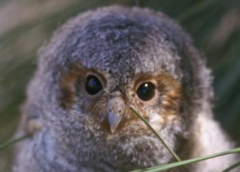 Flammulated owl chick