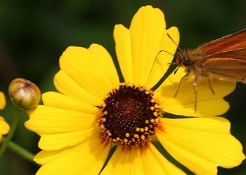 Flower in a pollinator garden.