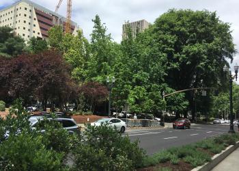 Urban Trees - Portland - OR