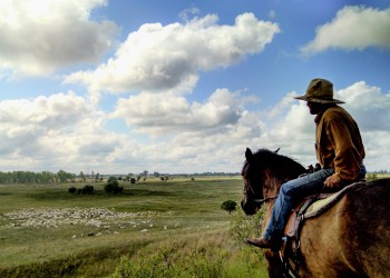 A person on horseback looks over a large herd of sheep grazing on a wide grassland scattered with copses of trees.