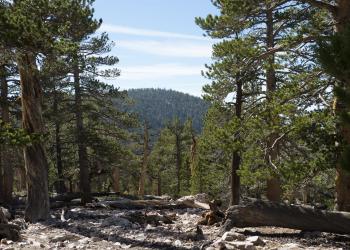Tall trees, and logs sit within a Montane or Mountaintop forest ecosystem on a sunny day