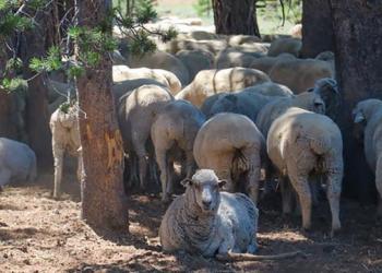 A herd of sheep in the forest. 