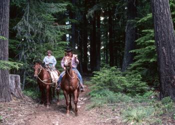 Two people riding horses in a thick forest.