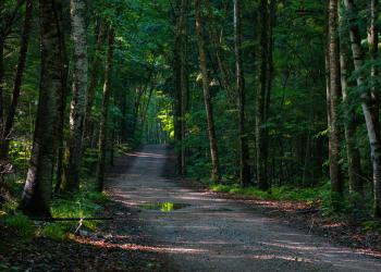 A gravel road lined with tall dark green trees.