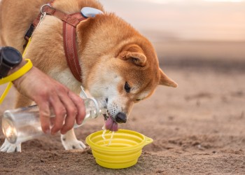A dog drinking water.