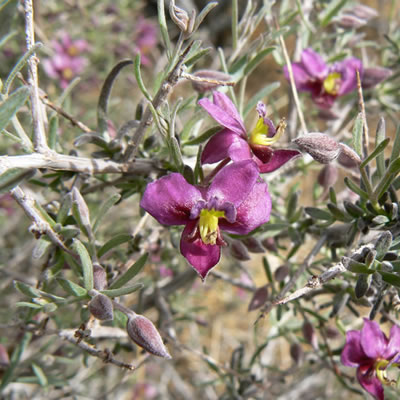 Krameria grayi