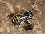 Alkali Bee (Nomia melanderi).