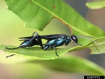 Blue Mud Wasp (Chalybion californium).