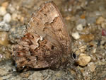 The Bog Elfin (Callophrys lanoraieensis).