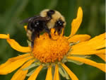 cuckoo bumblebee searching for pollen and nectar on a sneezeweed flower.