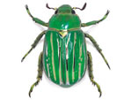 Glorious Scarab Beetle (Plusiotis gloriosa).