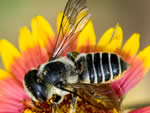 A female megachile leafcutter bee.