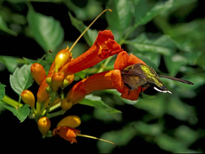 ruby-throated hummingbird in a trumpet creeper flower.