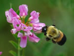 Rusty-patched Bumblebee (Bombus affinis)